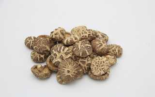 Лечебный гриб шиитаке — секреты эффективного применения для здоровья