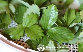 Листья земляники — полезные свойства и способы их применения