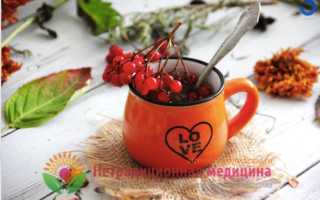 Калина обыкновенная — полезные свойства и способы применения