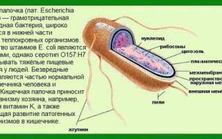 Кишечная палочка