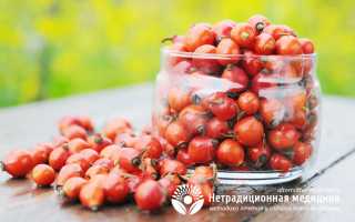 Как заготавливать, сушить и хранить шиповник правильно — основные моменты