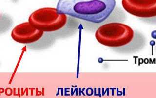 Тромбоциты (PLT)