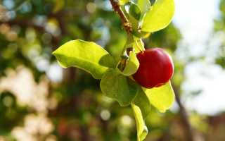 Ацерола и ее экстракт — уникальные свойства и применение барбадосской вишни