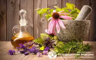 Эхинацея пурпурная  — лекарственная трава для повышения иммунитета