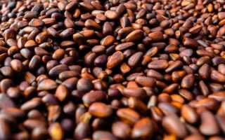 Целебные свойства настойки на кедровых орешках — рецепт приготовления