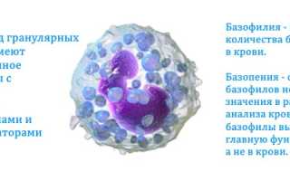 Базофилы (BAS)