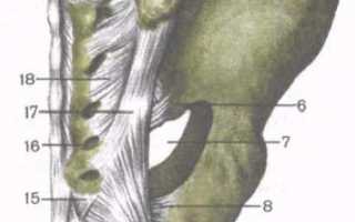 Связки тазобедренного сустава как выглядят и какую функцию выполняют