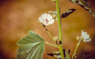 Алтей лекарственный — целебные свойства и рецепты применения