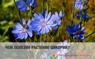 Цикорий обыкновенный — удивительное растение с уникальными свойствами